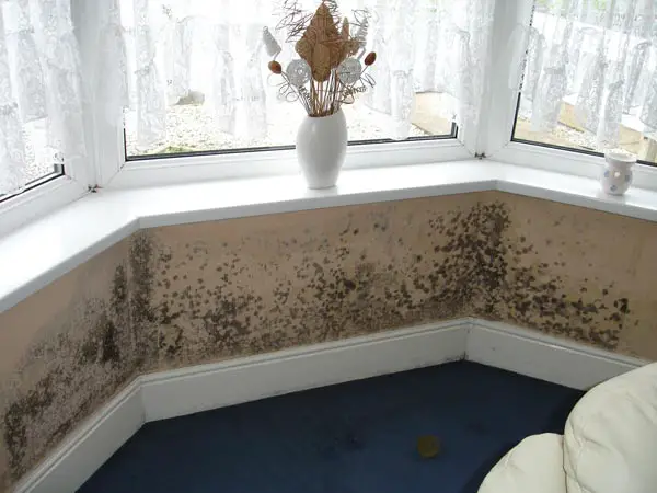 Damp, Condensation and Mould